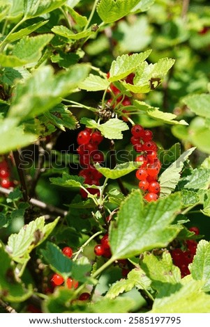 Similar – Image, Stock Photo Ripe red currants hang on the bush