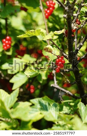 Similar – Image, Stock Photo Ripe red currants hang on the bush