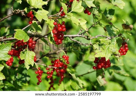 Similar – Image, Stock Photo Ripe red currants hang on the bush