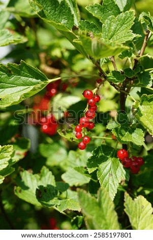 Similar – Image, Stock Photo Ripe red currants hang on the bush