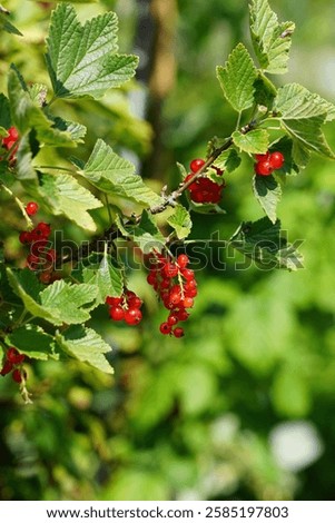 Similar – Image, Stock Photo Ripe red currants hang on the bush