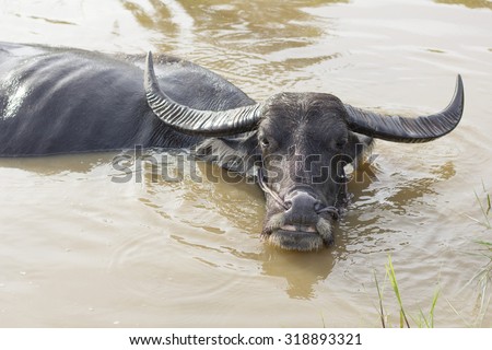 Water buffalo dive.Green.water.animal.buff.cattle.livestock.living creature