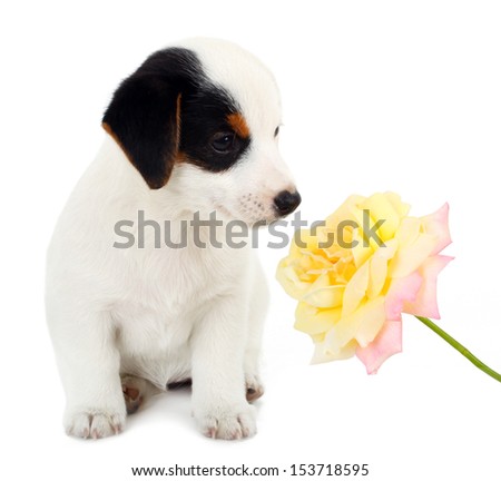 Jack Russell puppy with a big rose on white background