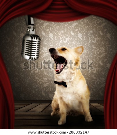 Spitz dog with microphone in singing performance on stage