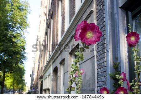 Sidewalk flower in Amsterdam, Holland.