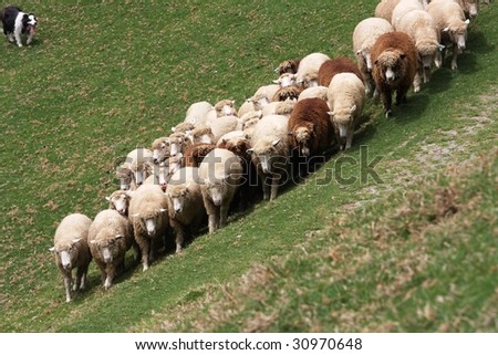 shepherd dog with sheep