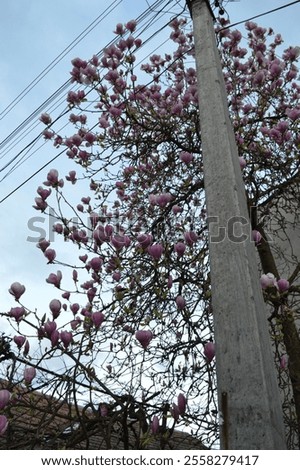 Similar – Foto Bild Magnolienbaum im Frühling