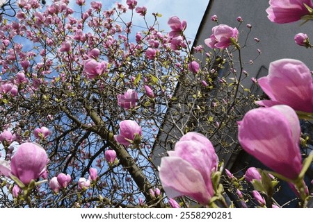 Similar – Foto Bild Magnolienbaum im Frühling