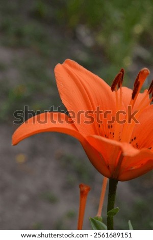 Similar – Image, Stock Photo Orange Lily stamens close up with selective focus