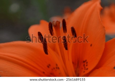 Similar – Image, Stock Photo Orange Lily stamens close up with selective focus