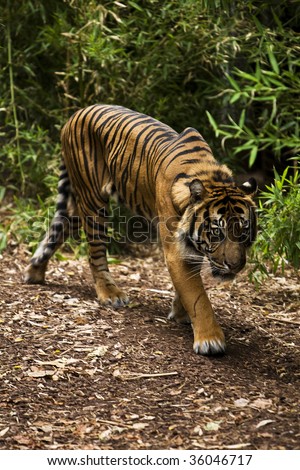 Single large Sumatran tiger walking through wooded area.
