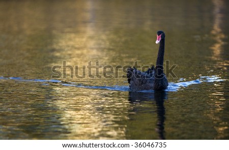 Black swan swimming in a body of water with ripples extending either side of it.