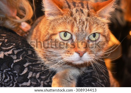 The cat on the shoulder of the mistress of the exhibition of cats in Penza (Russia) is closely watching