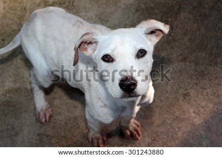 A photo of a skinny, sad, white dog.