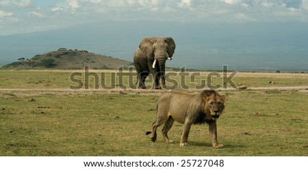 Lion and Elephant in Amboseli National Park