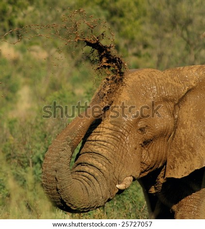 Elephant mud bathing