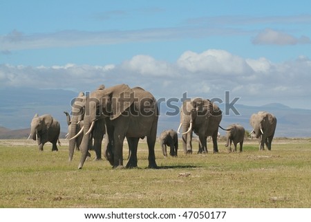 Elephant family being led by the matriarch in East African National Park