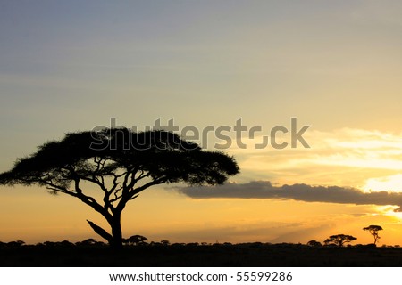 Silhouette of a large African acacia tree in an African national park