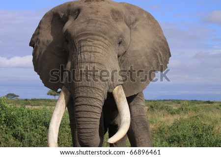 Large bull elephant in the African savanna