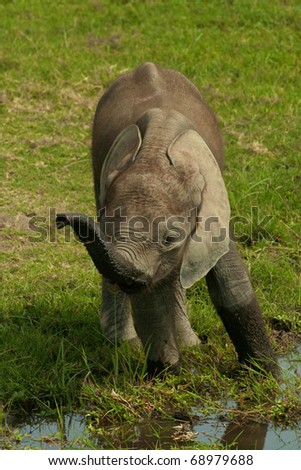 Young elephant calf at the edge of a swamp in an African National Park
