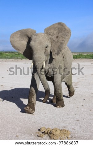 Young excitable elephant mock charges in East African National Park
