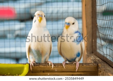 Similar – Image, Stock Photo Lovebirds Nature Sky