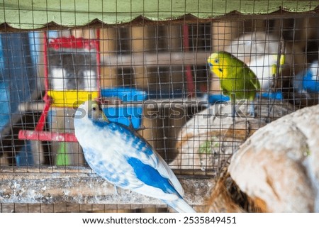 Similar – Image, Stock Photo Lovebirds Nature Sky