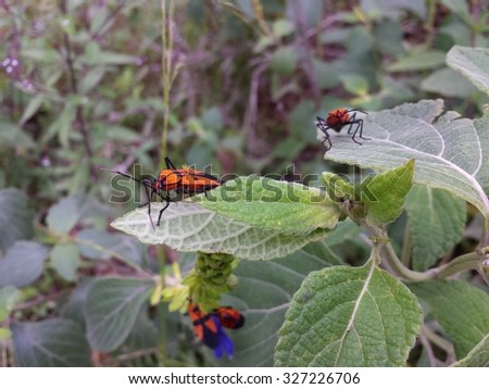 Bug on a leaf - orange and black Bug
