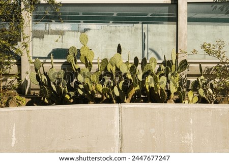 Similar – Image, Stock Photo Cacti behind glass