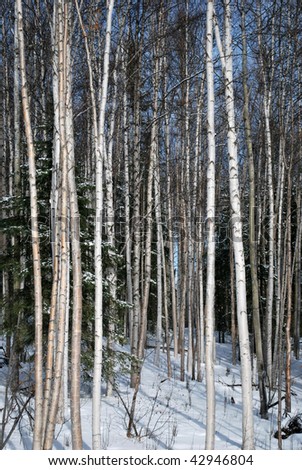 Birch Forest in the Winter near Fairbanks Alaska