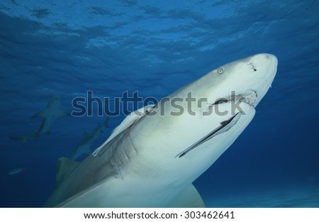 LEMON SHARK SWIMMING MOUTH OPEN IN THE WATER OF BAHAMAS