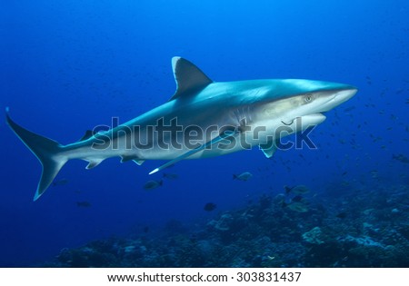 SILVERTIP SHARK SWIMMING WITH AA HOOK IN A MOUTH