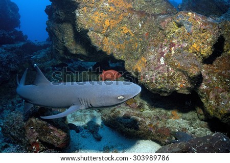 WHITETIP REEF SHARK SWIMMING FAST AND TURN CLOSE TO THE CAMERA