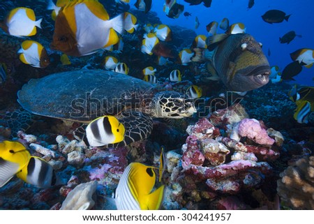 HAWKBILL SEA TURTLE ON A CORAL GARDEN WITH A SCHOOL OF SMALL REEF FISH