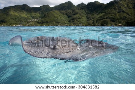 GREY STINGRAY SWIMMING ON SURFACE WITH EYES OUT OF WATER