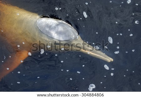 AMAZONIAN DOLPHIN BREATH AIR IN SURFACE