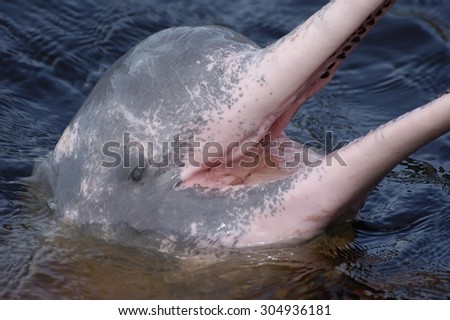 AMAZONIAN DOLPHIN IN SURFACE WITH MOUTH OPEN OUT OF WATER