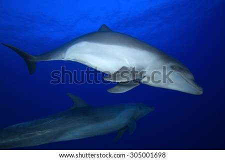 COUPLE OF BOTTLE NOSE DOLPHIN SWIMMING ON BLUE CLEAR WATER