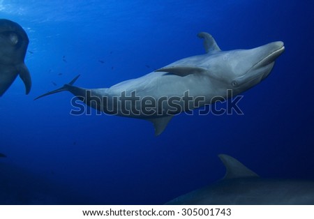 SMALL GROUP OF BOTTLE NOSE DOLPHIN SWIMMING ON BLUE WATER