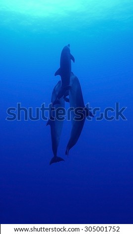 SMALL GROUP OF BOTTLE NOSE DOLPHIN SWIMMING ON BLUE WATER