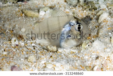 YOUNG SURGEONFISH SWIMMING CLOSE TO SAD BOTTOM IN CLEAR WATER