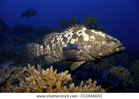 MARBLED GROUPER SWIMMING IN CLEAR CORAL REEF WATER WITH CLEANER WRASSE