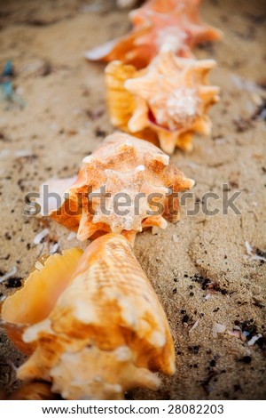Conch shells line up single file on a Caribbean beach.