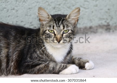 outdoor cat