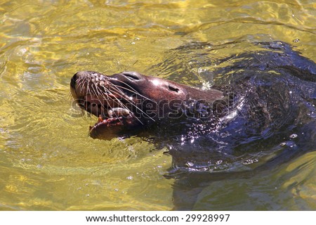 Australian Sea-Lion eating a Fish. Neophoca Cinerea - endangered species.