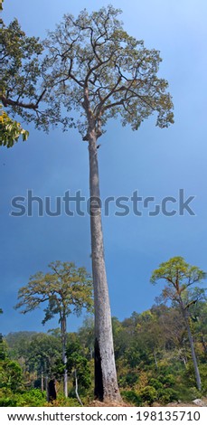 Large tropical tree in the jungle