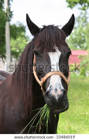 feeding horse with mouth full of grass
