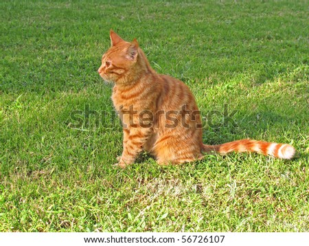 Red cat sitting on green grass