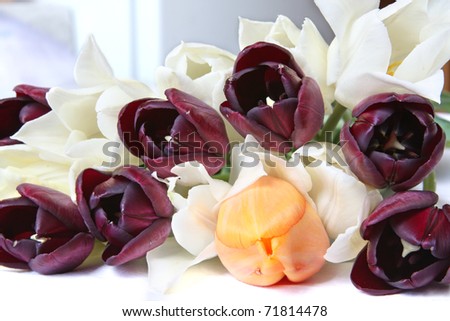 Spring flowers - bouquet of white, black and orange tulips