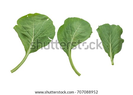 Chinese kale vegetable isolated on white background. Stok fotoğraf © 